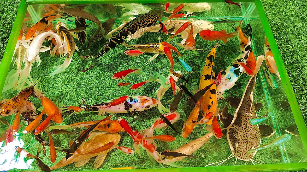 Ikan Hias Lele RTC