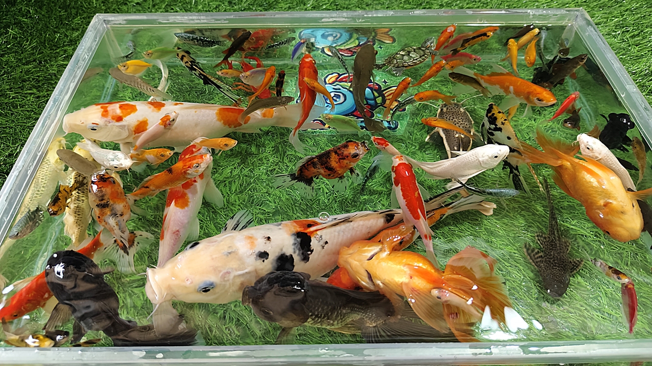 Ikan Koi, Ikan Sapu Albino, Glofish