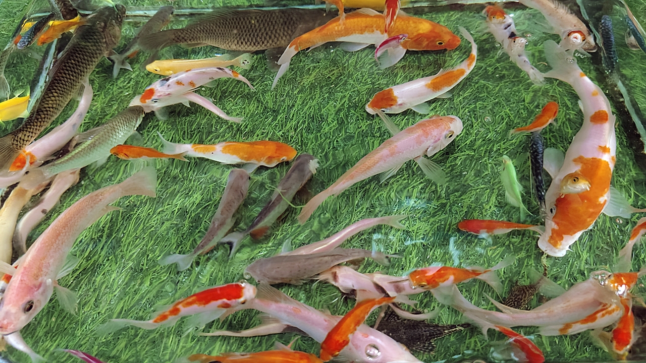 Unboxing Ikan Hias, Ikan Cupang, Ikan Koi, Ikan Mas Koki, Ikan Chana, Ikan Glofish, Ikan Lele RTC