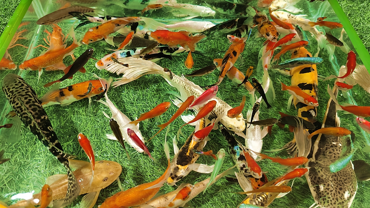 Unboxing Ikan Hias Warna Warni Ikan Koi
