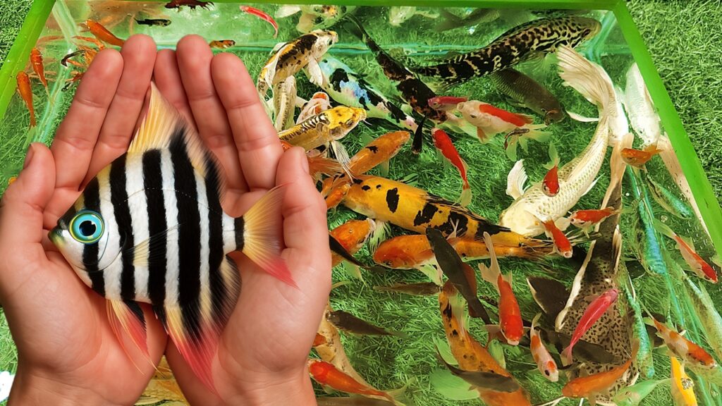 Unboxing Ikan Hias Warna Warni, Ikan Layang Manfish, Ikan Koi, Ikan Mas Koki, Ikan Cupang, Glofish