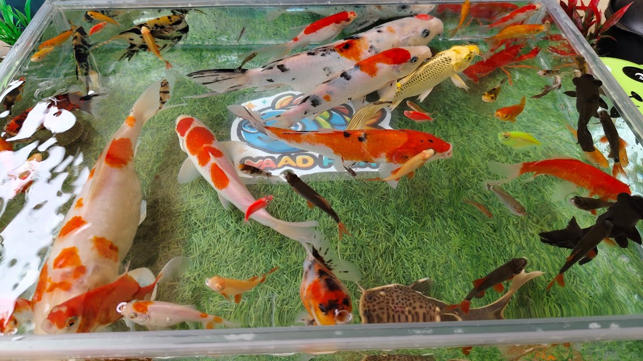 Unboxing Ikan Hias di Kotak Warna Warni